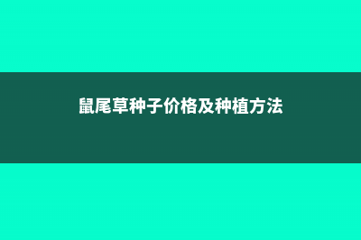 鼠尾草的养殖方法和注意事项 (鼠尾草种子价格及种植方法)