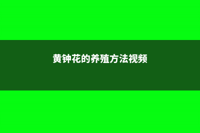 黄钟花的养殖方法和注意事项 (黄钟花的养殖方法视频)