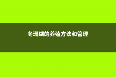 冬珊瑚的养殖方法和注意事项 (冬珊瑚的养殖方法和管理)