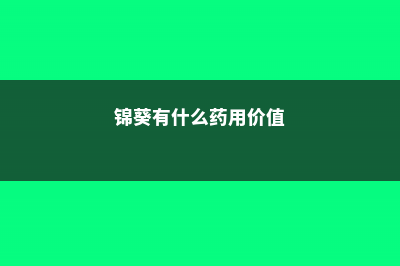 锦葵的养殖方法和注意事项 (锦葵有什么药用价值)