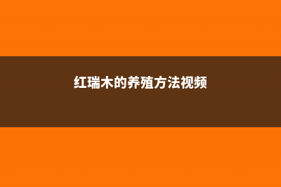 红瑞木的养殖方法和注意事项 (红瑞木的养殖方法视频)