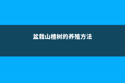 盆栽山楂的养殖方法和注意事项 (盆栽山楂树的养殖方法)