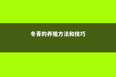 冬青的养殖方法和注意事项 (冬青的养殖方法和技巧)