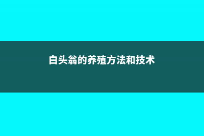 白头翁的养殖方法和注意事项 (白头翁的养殖方法和技术)