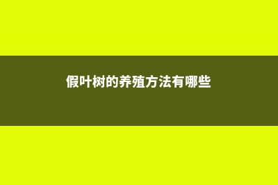 假叶树的养殖方法和注意事项 (假叶树的养殖方法有哪些)