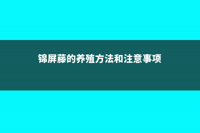 锦屏藤的养殖方法和注意事项 (锦屏藤的养殖方法和注意事项)