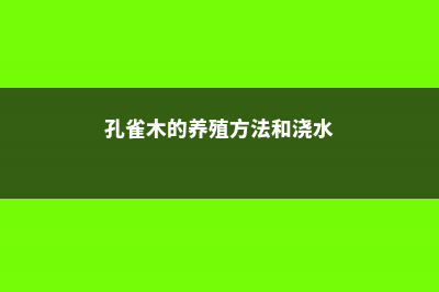 孔雀木的养殖方法和注意事项 (孔雀木的养殖方法和浇水)