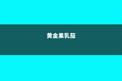 黄金果（乳茄）的养殖方法和注意事项 (黄金果乳茄)