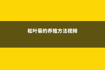 松叶菊的养殖方法和注意事项 (松叶菊的养殖方法视频)