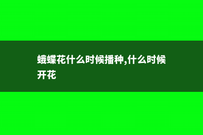 蛾蝶花的养殖方法和注意事项 (蛾蝶花什么时候播种,什么时候开花)