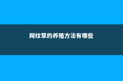 网纹草的养殖方法和注意事项 (网纹草的养殖方法有哪些)