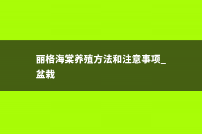 丽格海棠养殖方法 (丽格海棠养殖方法和注意事项 盆栽)