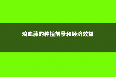 鸡血藤的养殖方法和注意事项 (鸡血藤的种植前景和经济效益)