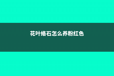 花叶络石怎么养 (花叶络石怎么养粉红色)