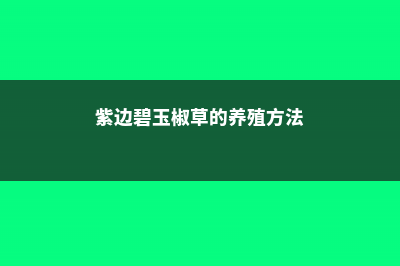 紫边碧玉椒草的养殖方法和注意事项 (紫边碧玉椒草的养殖方法)