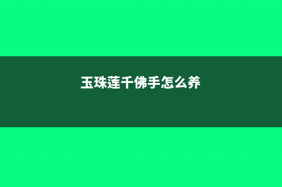 千佛手怎么养 (玉珠莲千佛手怎么养)