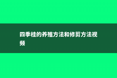 四季桂的养殖方法和注意事项 (四季桂的养殖方法和修剪方法视频)