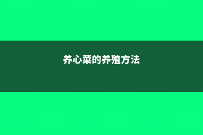 养心菜的养殖方法和注意事项 (养心菜的养殖方法)