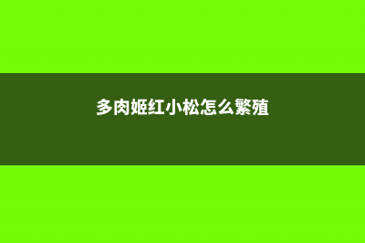 姬红小松的养殖方法和注意事项 (多肉姬红小松怎么繁殖)