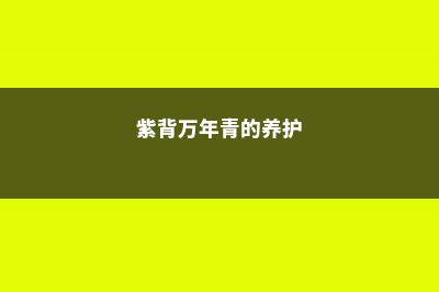 紫背万年青的养殖方法 (紫背万年青的养护)