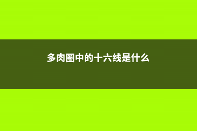 多肉圈中的十六大定律 (多肉圈中的十六线是什么)