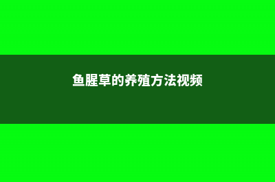 鱼腥草的养殖方法和注意事项 (鱼腥草的养殖方法视频)