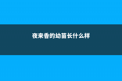 夜来香的生长习性 (夜来香的幼苗长什么样)