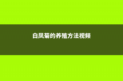 白凤菊的养殖方法和注意事项 (白凤菊的养殖方法视频)