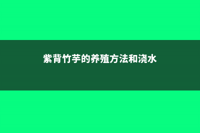 紫背竹芋的养殖方法和注意事项 (紫背竹芋的养殖方法和浇水)