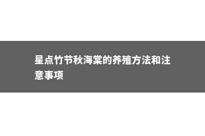 星点秋海棠的养殖方法和注意事项 (星点竹节秋海棠的养殖方法和注意事项)