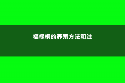 福禄桐的养殖方法和注意事项 (福禄桐的养殖方法和注)