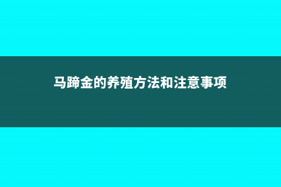 马蹄金的养殖方法和注意事项 (马蹄金的养殖方法和注意事项)