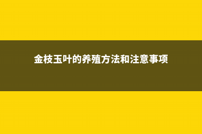 金枝玉叶的养殖方法和注意事项 (金枝玉叶的养殖方法和注意事项)