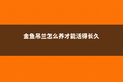 金鱼吊兰图片赏析 – (金鱼吊兰怎么养才能活得长久)