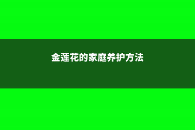 金莲花的家庭养殖方法 (金莲花的家庭养护方法)