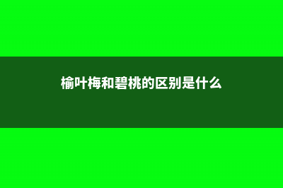 榆叶梅和碧桃的区别 (榆叶梅和碧桃的区别是什么)