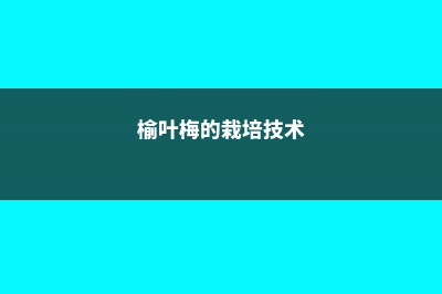 榆叶梅的养殖方法和注意事项 (榆叶梅的栽培技术)