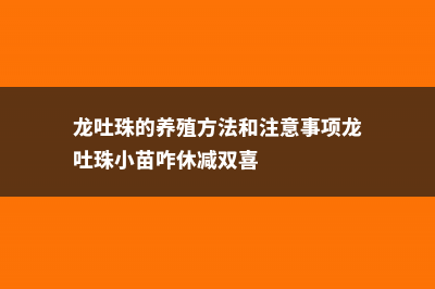 龙吐珠的养殖方法和养殖注意事项 (龙吐珠的养殖方法和注意事项龙吐珠小苗咋休减双喜)