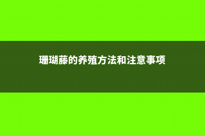 珊瑚藤的养殖方法和注意事项 (珊瑚藤的养殖方法和注意事项)