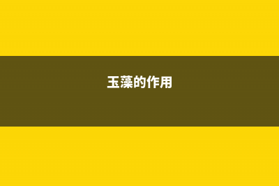 藻铃玉家庭养殖方法和注意事项 (玉藻的作用)