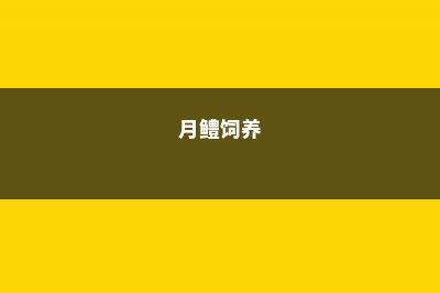 月宴的家庭养殖方法和注意事项 (月鳢饲养)