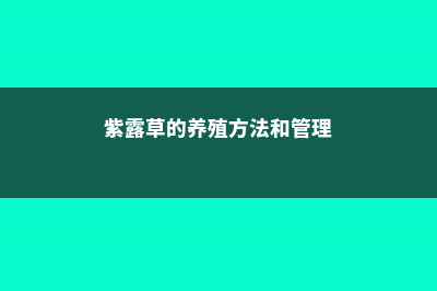 紫露草的养殖方法和注意事项 (紫露草的养殖方法和管理)