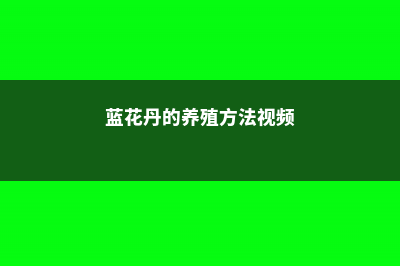 蓝花丹的养殖方法和注意事项 (蓝花丹的养殖方法视频)