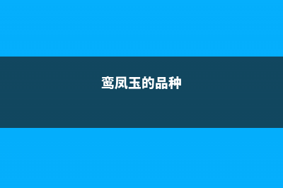 鸾凤玉的养殖方法和注意事项 (鸾凤玉的品种)