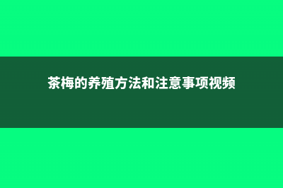 茶梅的养殖方法和注意事项 (茶梅的养殖方法和注意事项视频)