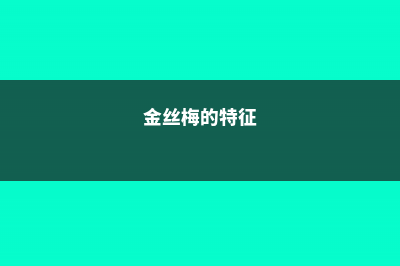 金丝梅的养殖方法和注意事项 (金丝梅的特征)