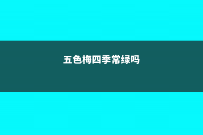 五色梅四季养护方法 (五色梅四季常绿吗)