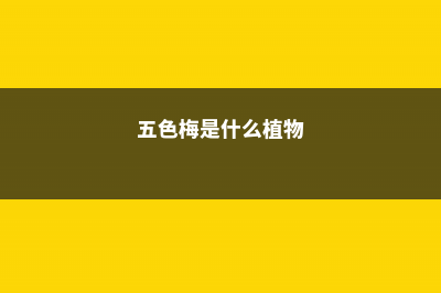 五色梅、江西腊、三角梅什么时候开花 (五色梅是什么植物)