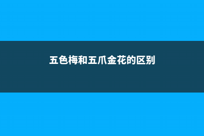 五色梅和五爪金龙分别是什么植物 (五色梅和五爪金花的区别)