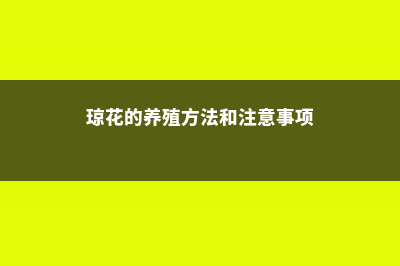 琼花的养殖方法和注意事项 (琼花的养殖方法和注意事项)